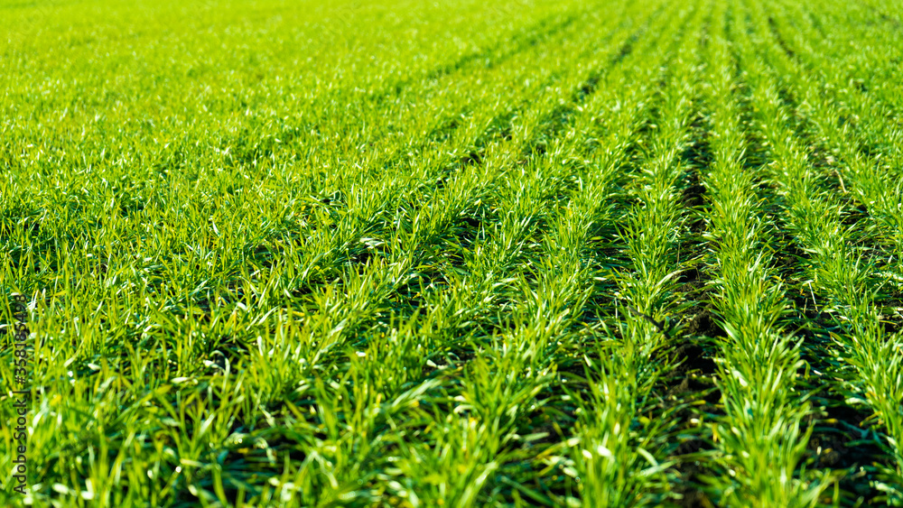 Green wheat on the field. Young wheat background.
Green wheat on the field. Young wheat background.