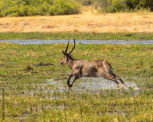 Waterbuck jumping through the river