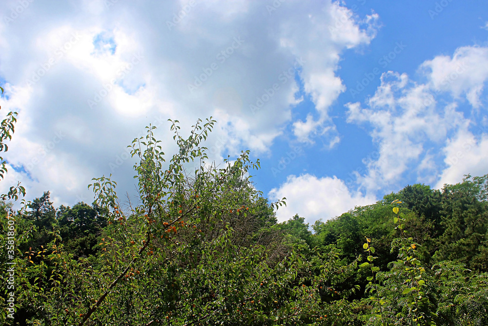 Obraz premium 나무와 구름