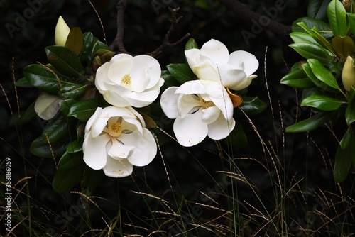 Southern magnolia is a Magnoliaceae evergreen tree with large white flowers that bloom in early summer, giving off a gentle fragrance.