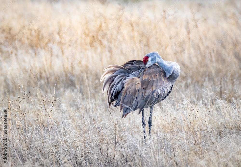 Fototapeta premium Sandhill crane 4