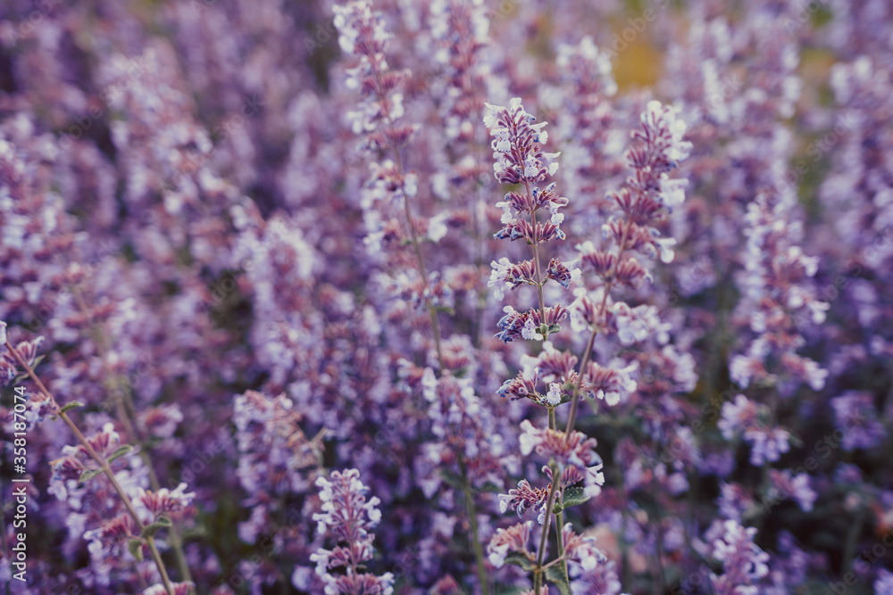 Purple background with small flowers. Selective focus. Light tender summer layout. Purple background with small flowers. Selective focus. Light tender summer layout.