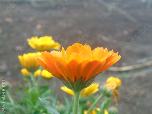 flor naranja