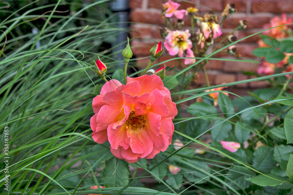 Obraz premium Blossoming roses