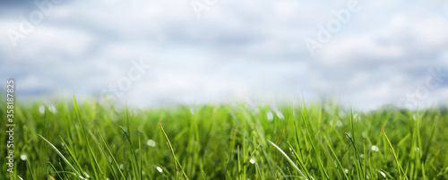 Fototapeta Naklejka Na Ścianę i Meble -  Lush green grass outdoors on sunny day. Banner design