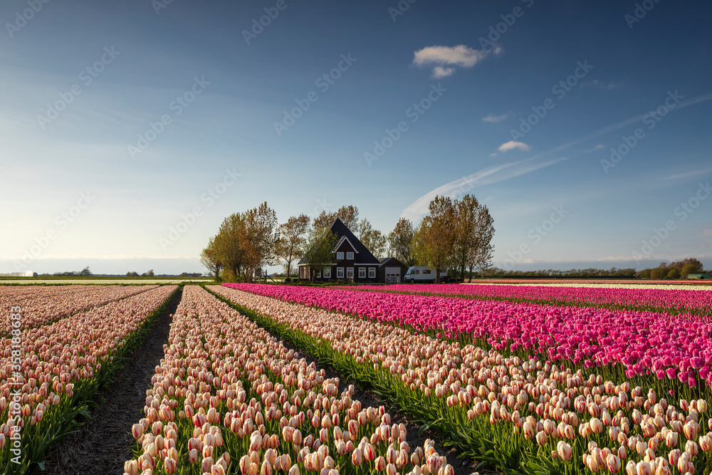 beautiful tulip field by dutch farmhouse