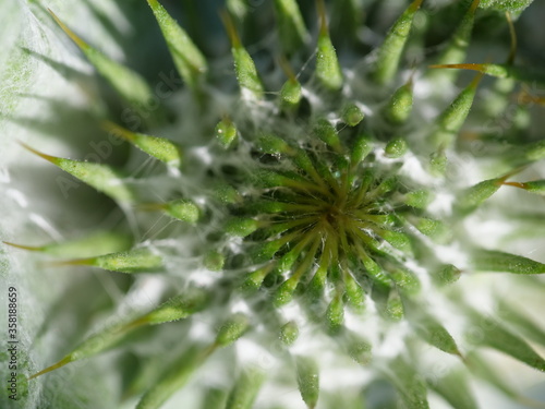 Distel Macro Natur Grün Leben