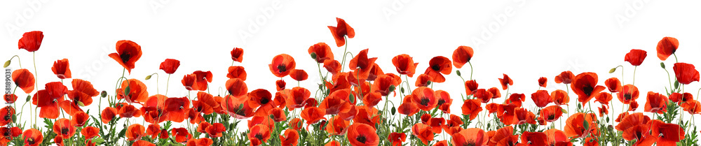 Naklejka premium Beautiful red poppy flowers on white background. Banner design