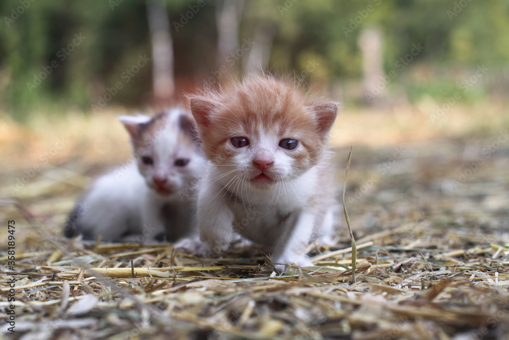 Fototapeta premium Newborn cats play in nature. A kitten at a young age for the first time in nature without a mother. Beautiful stock background for design.