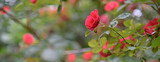 Closeup of rose bush flowers