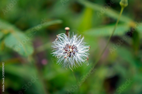 Dandelion flower on garden