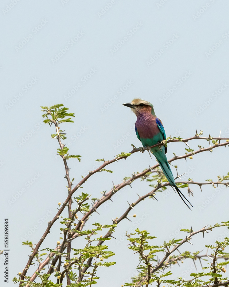 Lilac breasted roller in a thorn tree Lilac breasted roller in a thorn tree