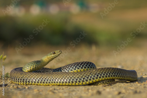 Culebra bastarda photo