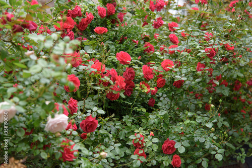 Closeup of rose bush flowers © Vitaliy Hrabar