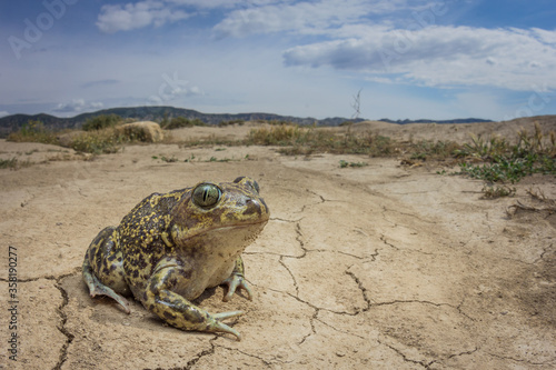 Sapo espuelas photo