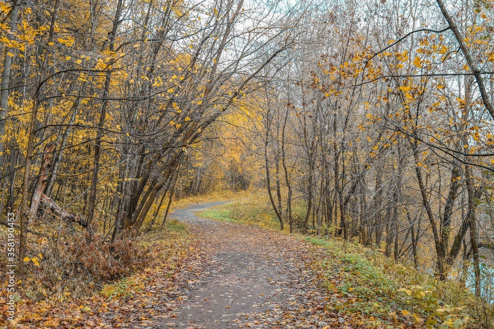 autumn in the forest, park and road