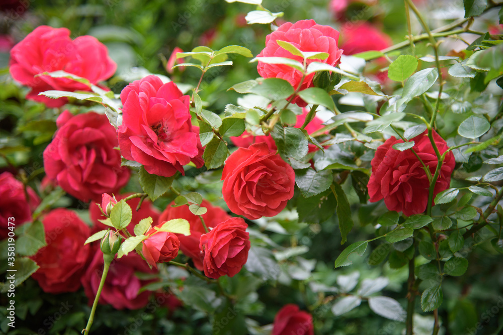 Closeup of rose bush flowers