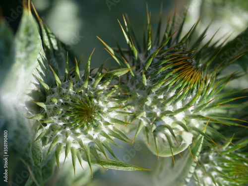 Distel Macro Natur Grün Leben