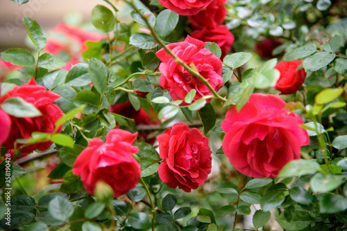 Closeup of rose bush flowers