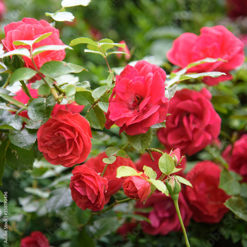 Closeup of rose bush flowers