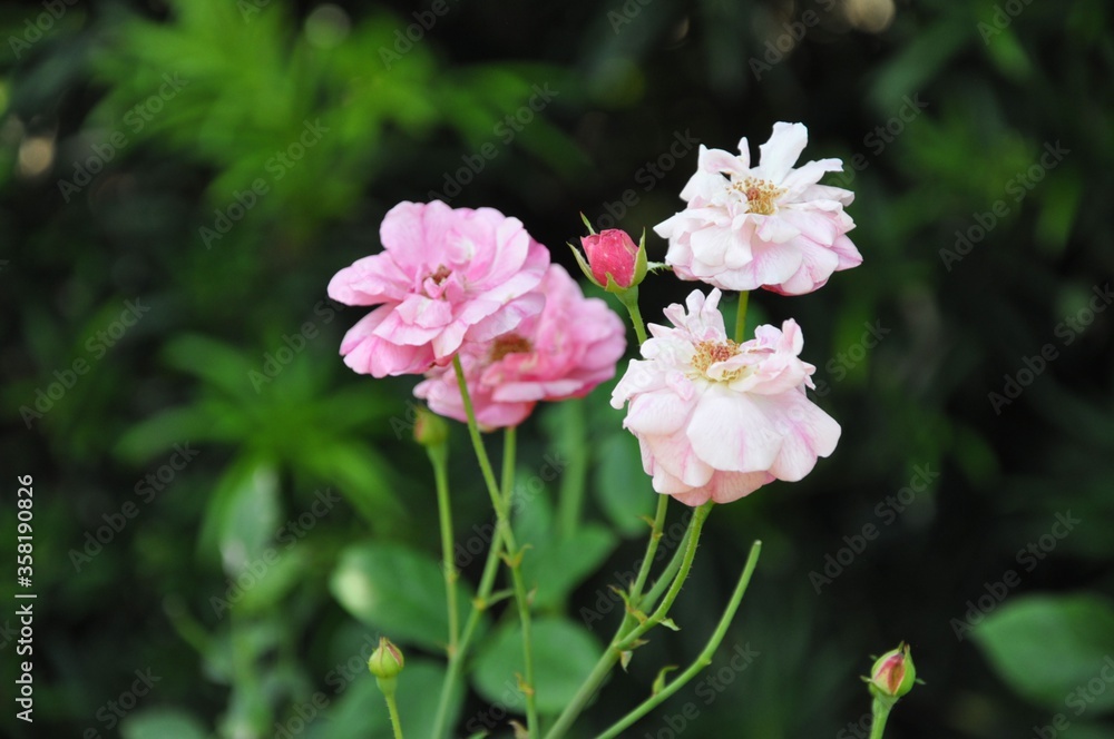 Nola Flowers