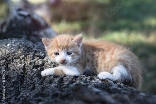Newborn cats play in nature. A kitten at a young age for the first time in nature without a mother. Beautiful stock background for design. © subjob