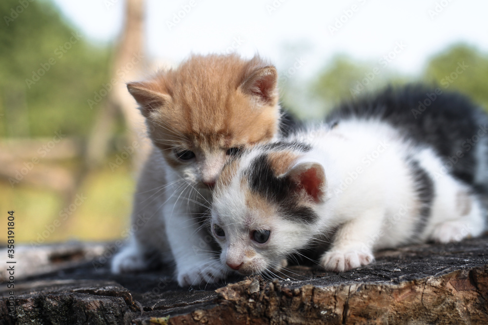 Newborn cats play in nature. A kitten at a young age for the first time in nature without a mother. Beautiful stock background for design.