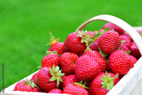 Frische Erdbeeren aus dem Garten