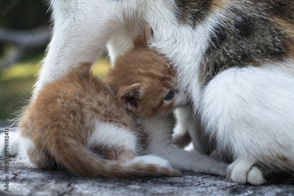 Obraz premium Mom cat with her children kittens. Kitten pet milk on the nature. Pet in the countryside. Stock background for design