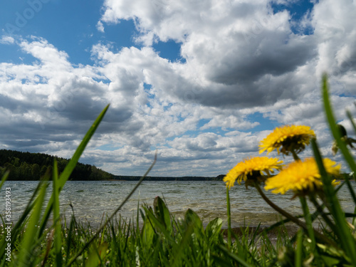 View over Wielewskie lake, sunny day. Blue sky with some white clouds. Blurred grass and yellow flowers in the front. Kaszuby, Poland