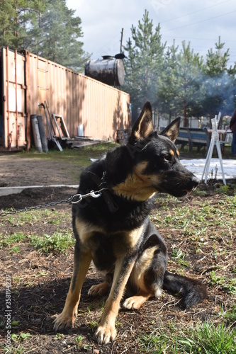 dog is watching people