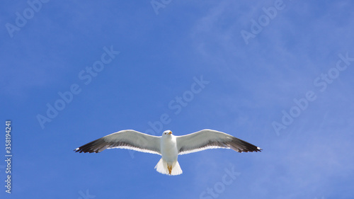Schwebende Möwe am blauen Himmel Silbermöwe
