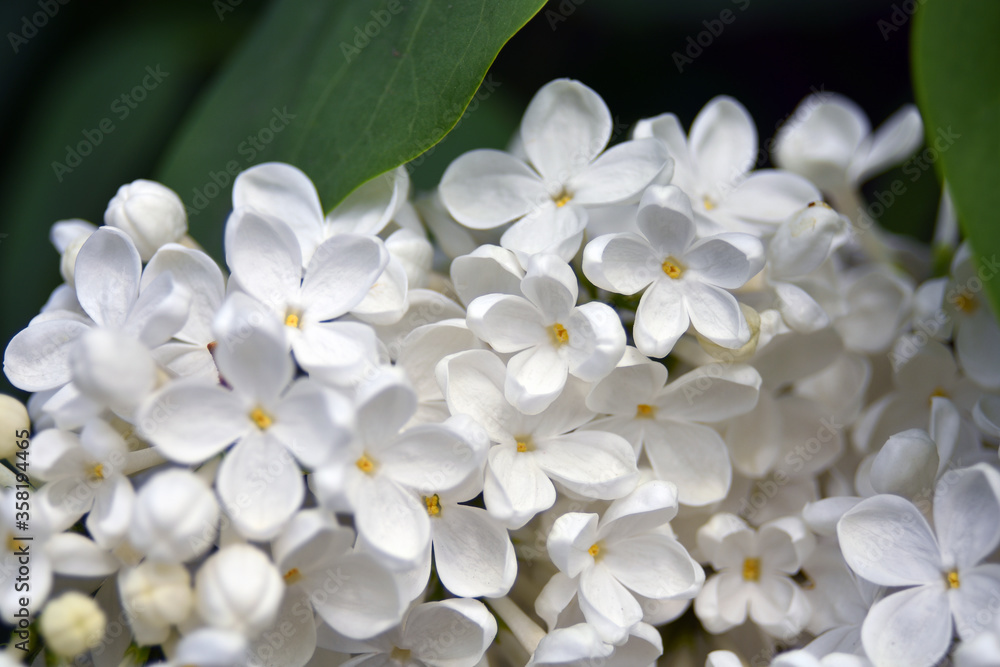 Close up of a white lilac flower