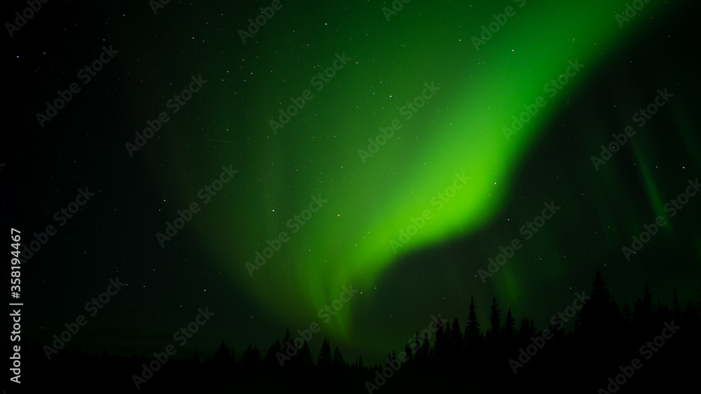 Fototapeta premium aurora borealis in the forest