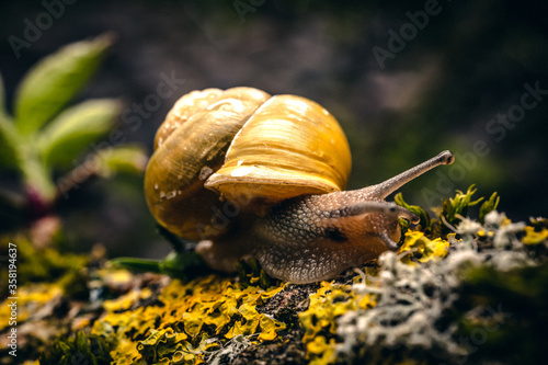 Snail going across a tree branch 
