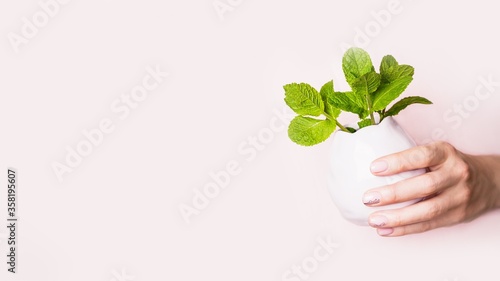 Female hand holding pale violet vase with mint leaves on a light pink background. Panoramic format. Copy space © kvitkanastroyu