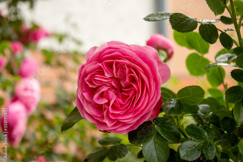 The famous Rosa Centifolia Foliacea, the Provence Rose or Cabbage Rose