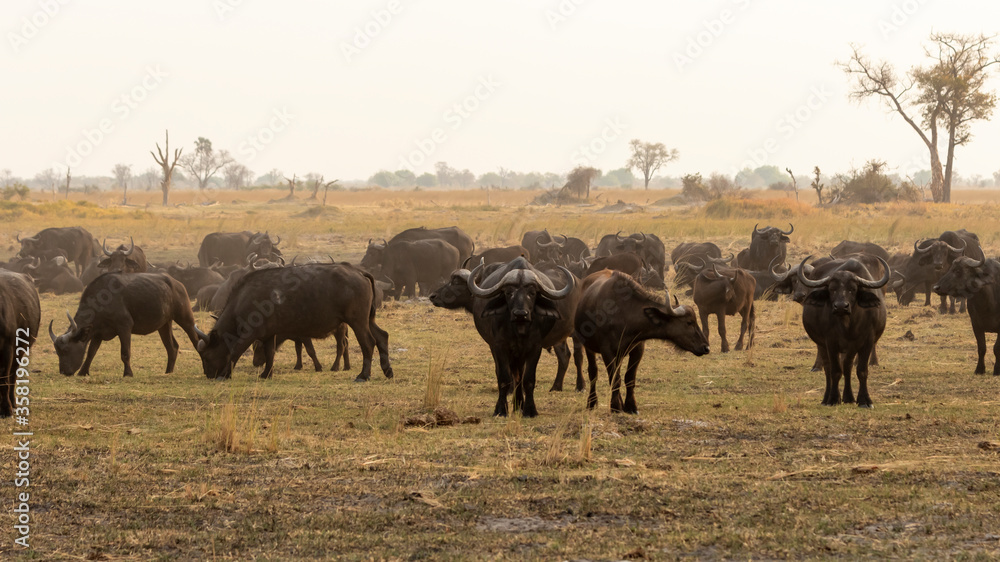 large buffalo herd grazing