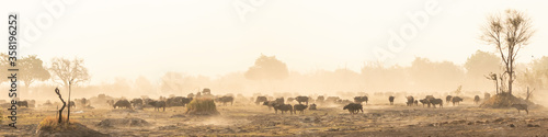 wide angle of large buffalo herd