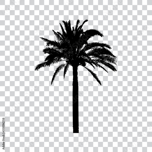 Palm tree silhouette, vector illustration.