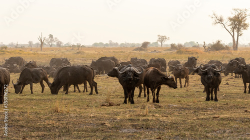 large buffalo herd grazing