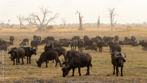 large buffalo herd grazing  © Penny