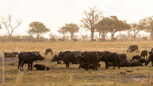 large buffalo herd with elephants in the distance © Penny