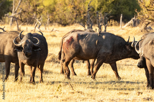 Fototapeta Naklejka Na Ścianę i Meble -  injured buffalo with the herd