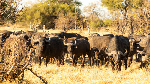 Fototapeta Naklejka Na Ścianę i Meble -  large buffalo herd looking forward