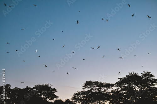 A flock of birds flying all over a blue sky.