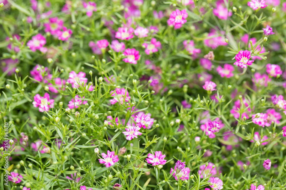 Gipsophile blossoms with pink flowers. Top view