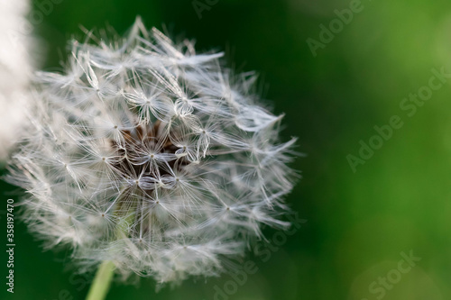 Mature Seeds dandelion flower with a white cap.