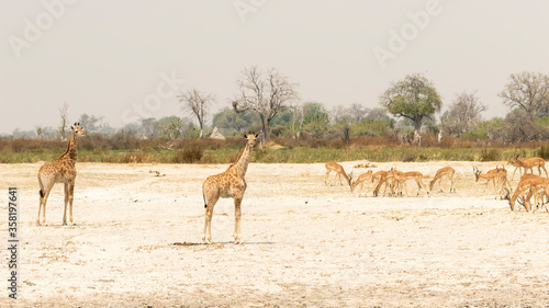 giraffe with impala behind