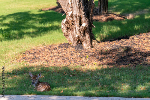Baby Deer Resting on the Front Yard on Wet Green Grass